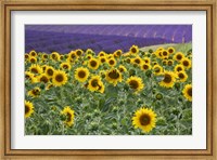 Sunflowers Blooming Near Lavender Fields During Summer Fine Art Print