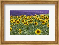 Sunflowers Blooming Near Lavender Fields During Summer Fine Art Print