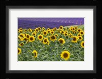 Sunflowers Blooming Near Lavender Fields During Summer Fine Art Print