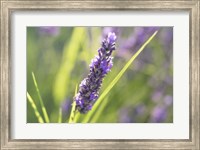 Close-Up Of Lavender Blooms Fine Art Print