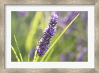 Close-Up Of Lavender Blooms Fine Art Print