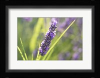 Close-Up Of Lavender Blooms Fine Art Print
