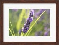 Close-Up Of Lavender Blooms Fine Art Print