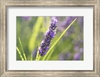 Close-Up Of Lavender Blooms Fine Art Print