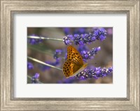 Marbled Butterfly On Valensole Fine Art Print