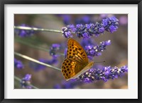 Marbled Butterfly On Valensole Fine Art Print