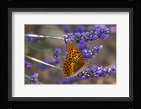 Marbled Butterfly On Valensole Fine Art Print