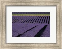Lavender Fields On Valensole Plain, Provence, Southern France Fine Art Print