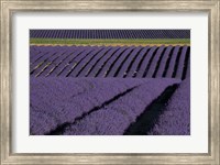 Lavender Fields On Valensole Plain, Provence, Southern France Fine Art Print