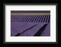Lavender Fields On Valensole Plain, Provence, Southern France Fine Art Print