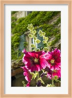 Hollyhocks Flowers Blooming In Provence Fine Art Print