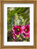 Hollyhocks Flowers Blooming In Provence Fine Art Print