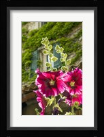 Hollyhocks Flowers Blooming In Provence Fine Art Print