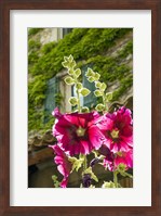 Hollyhocks Flowers Blooming In Provence Fine Art Print