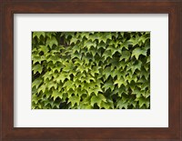 Natural Plants And Leaves Growing On Wall In Provence Fine Art Print