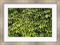Natural Plants And Leaves Growing On Wall In Provence Fine Art Print