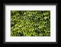 Natural Plants And Leaves Growing On Wall In Provence Fine Art Print