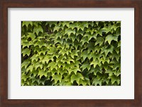 Natural Plants And Leaves Growing On Wall In Provence Fine Art Print