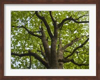 Giant Oak Hainich Woodland In Thuringia, Germany Fine Art Print