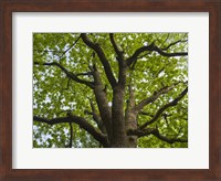 Giant Oak Hainich Woodland In Thuringia, Germany Fine Art Print