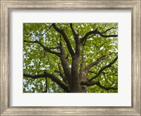Giant Oak Hainich Woodland In Thuringia, Germany Fine Art Print