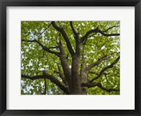 Giant Oak Hainich Woodland In Thuringia, Germany Framed Print