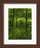 The Woodland Hainich In Thuringia, Germany Fine Art Print