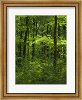 The Woodland Hainich In Thuringia, Germany Fine Art Print