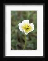 Longyearbyen Svalbard Poppies Fine Art Print