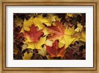 Maples Leaves In Autumn Fine Art Print