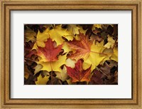 Maples Leaves In Autumn Fine Art Print