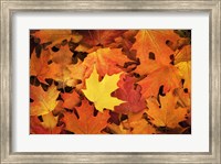 Red, Orange And Yellow Maples Leaves In Autumn Fine Art Print