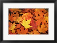 Red, Orange And Yellow Maples Leaves In Autumn Fine Art Print