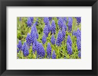 Grape Hyacinth Fine Art Print