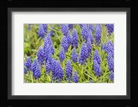 Grape Hyacinth Fine Art Print