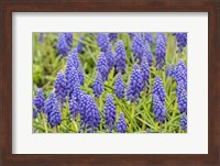 Grape Hyacinth Fine Art Print