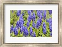 Grape Hyacinth Fine Art Print