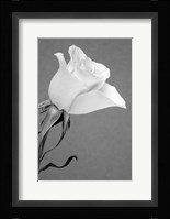 Rose Fine Art Print