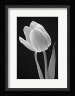 Tulip Fine Art Print