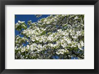 White Dogwood Tree Fine Art Print