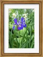 Purple Siberian Iris Fine Art Print