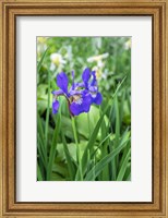Purple Siberian Iris Fine Art Print