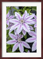 Nelly Moser, Clematis Fine Art Print