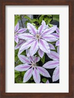 Nelly Moser, Clematis Fine Art Print