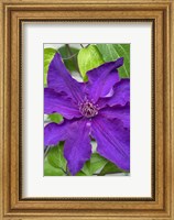 Purple Clematis 1 Fine Art Print