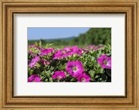 Pink Petunias, New England Fine Art Print
