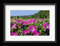 Pink Petunias, New England Fine Art Print