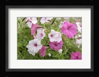 Pink And White Petunias Fine Art Print