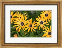 African Daisy Fine Art Print