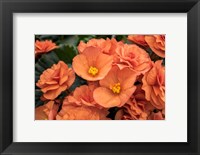 Orange Tuberous Begonia Fine Art Print
